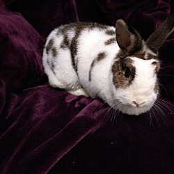 Thumbnail photo of Cadbury #2