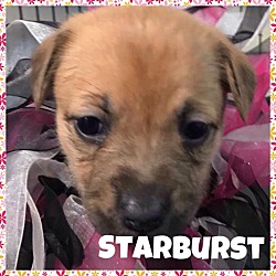 Photo of Starburst