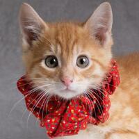 salina animal shelter salina animal shelter