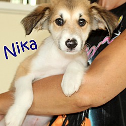 Thumbnail photo of Nika ~ meet me! #1