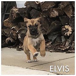Thumbnail photo of ELVIS #4