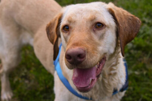 Divide, CO - Labrador Retriever. Meet Finley a Pet for Adoption ...