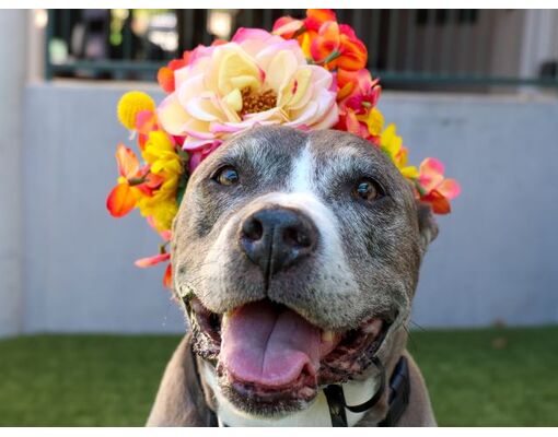 Pasadena, CA - American Pit Bull Terrier. Meet YOLANDA a Pet for ...