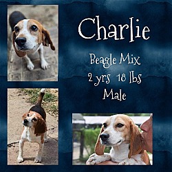 Thumbnail photo of CHARLIE #3