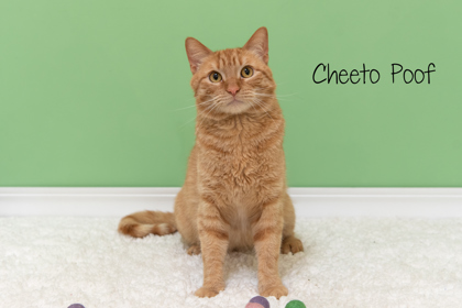 Thumbnail photo of Cheeto Poof #1