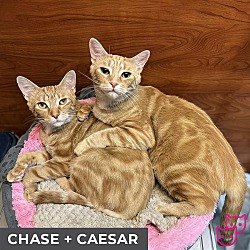 Thumbnail photo of Caesar (bonded with Chase) #3