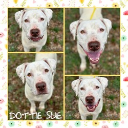 Thumbnail photo of Dottie Sue #2