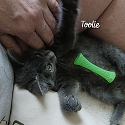 Thumbnail photo of Toolie #4