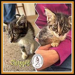 Thumbnail photo of Chippy #1