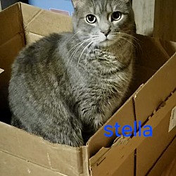 bonded pet photo
