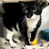 adopt a pet