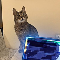 adopt a pet