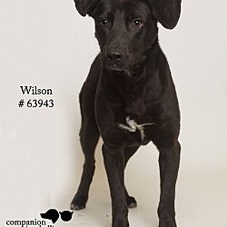 Thumbnail photo of Wilson #4