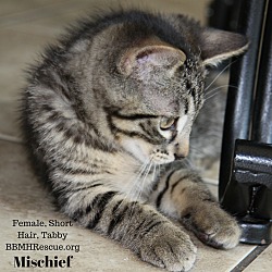 Thumbnail photo of Mischief #4