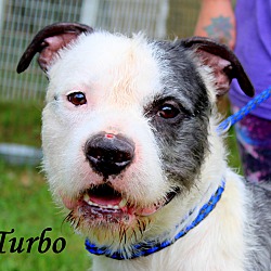 Thumbnail photo of Turbo~SO CUTE~ #1