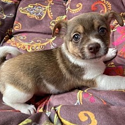 Photo of Cute Puppy Eyes!