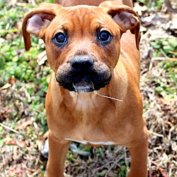 Thumbnail photo of Pippin~adopted! #1