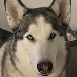 Photo of Skye 