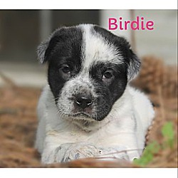 Thumbnail photo of Birdie ~ meet me! #1