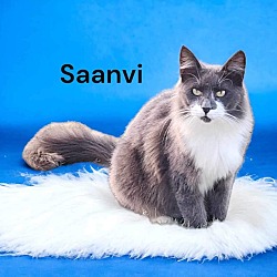 Photo of Saanvi