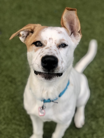 Santa Cruz CA Australian Cattle Dog. Meet Alpine a Pet for