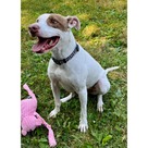 Adopt A Pet :: Louie - South Haven, MI