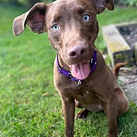 adopt a pet