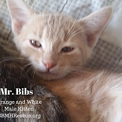 Thumbnail photo of Mr. Bibs #1