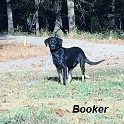 Thumbnail photo of Booker in CT #1