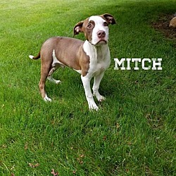 Thumbnail photo of Mitch #1