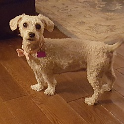 Dachshund sale bichon frise