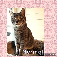 Photo of Nermal