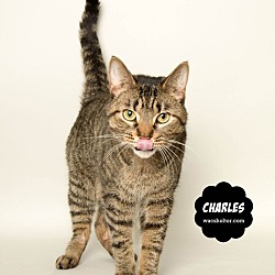 Thumbnail photo of CHARLES #4