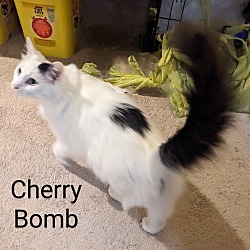 Thumbnail photo of Cherry Bomb #1