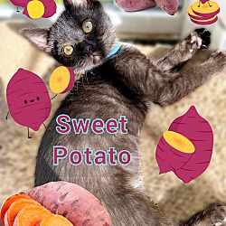 Photo of Sweet Potato