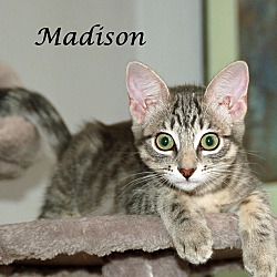 Thumbnail photo of MADISON #2