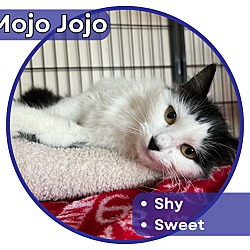 Photo of Mojo Jojo