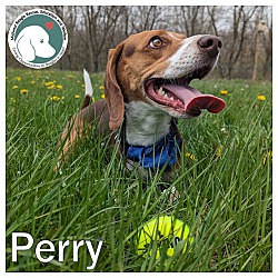 Thumbnail photo of Perry #1