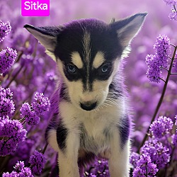 Photo of Sitka
