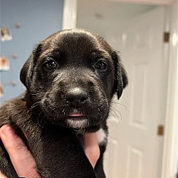 Photo of Rolo - Cutest Poodle Mix Puppy