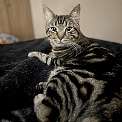 Photo of Mowgli