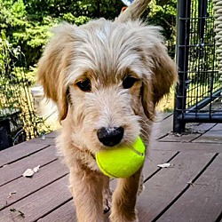 Thumbnail photo of Winston - Golden/Poodle puppy! #1