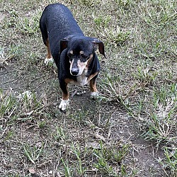 Thumbnail photo of Molly (dachshund) - Marvelous Pup! #1