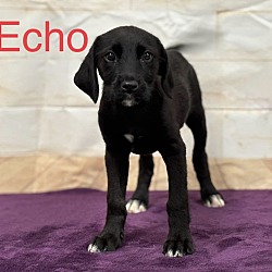 Thumbnail photo of Echo🐾 #2