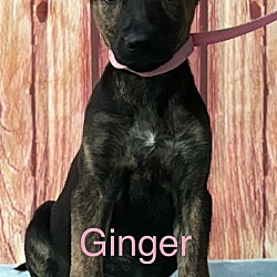 Thumbnail photo of Ginger #3