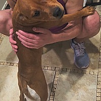 adopt a pet