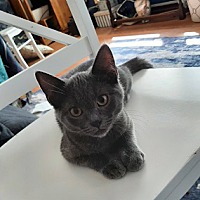adopt a pet