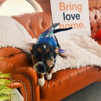 adopt a pet