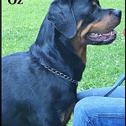 Thumbnail photo of OZ #1