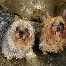 Thumbnail photo of Coco and Molly (a bonded pair) #4